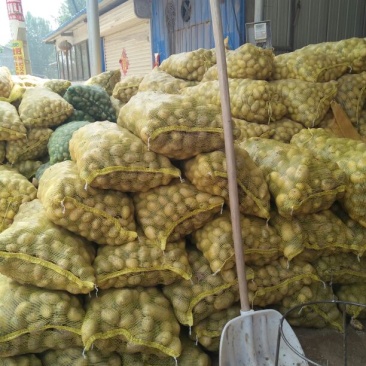 土豆次货1两以下