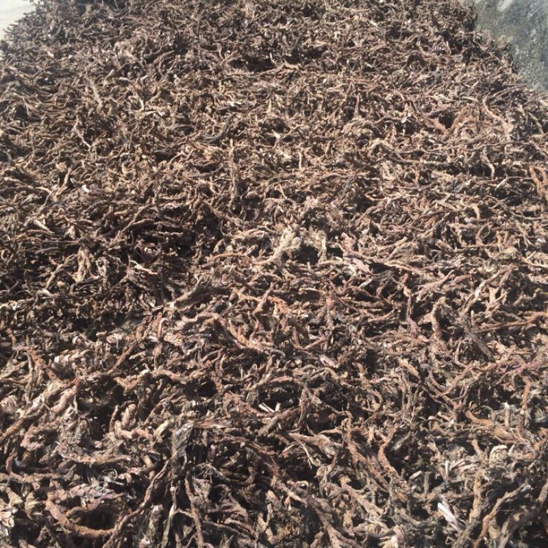 石菖蒲福建足干货统条