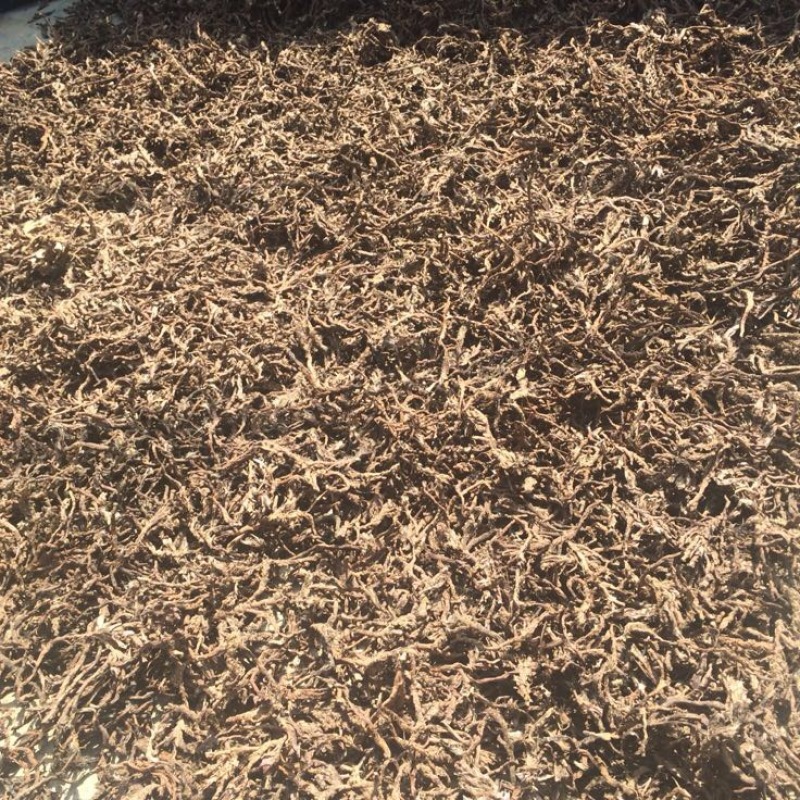 石菖蒲福建足干货统条