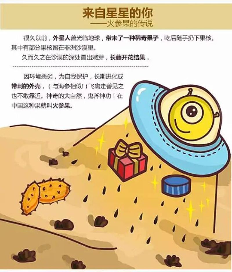 刺角瓜0.5斤以上