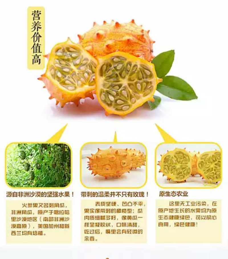 刺角瓜0.5斤以上