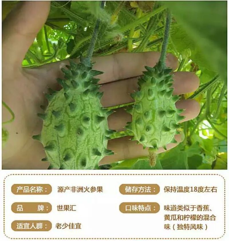 刺角瓜0.5斤以上