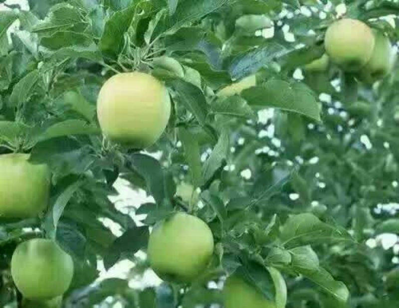辽伏苹果60mm以上光果