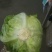 结球生菜1斤以上