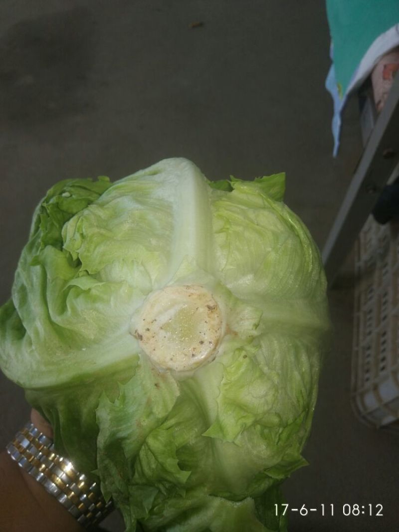 结球生菜1斤以上