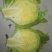 结球生菜1斤以上