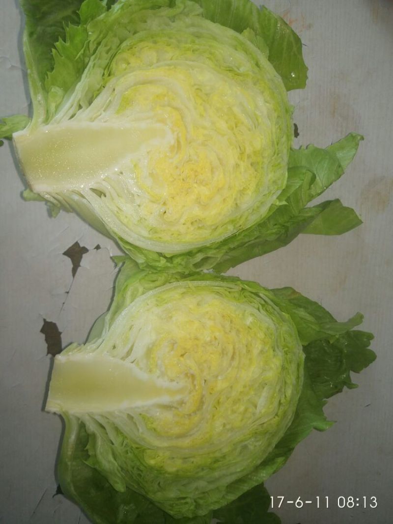 结球生菜1斤以上