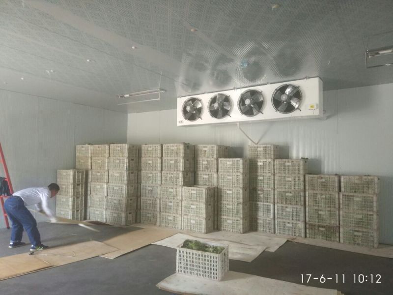 结球生菜1斤以上