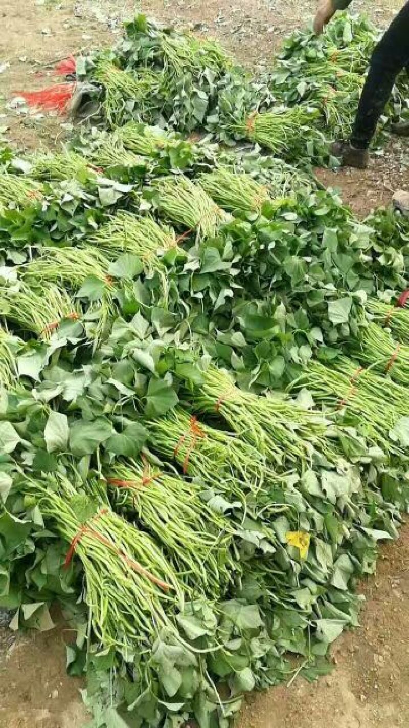 优质原种脱毒龙薯九号红薯苗25~35cm基地直供成活率高