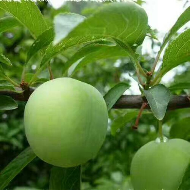 香脆李30mm以上