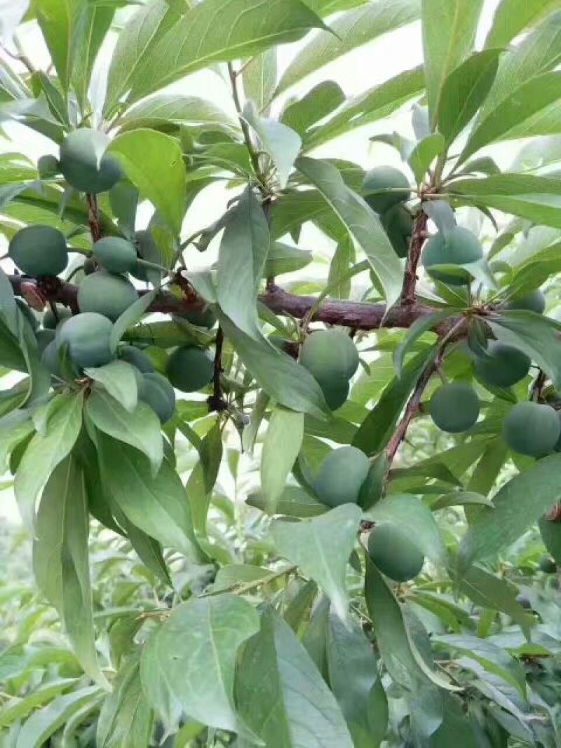 香脆李30mm以上