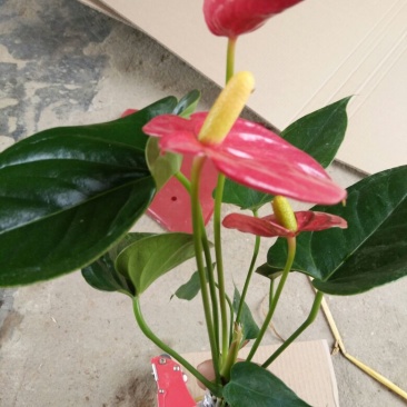 红掌