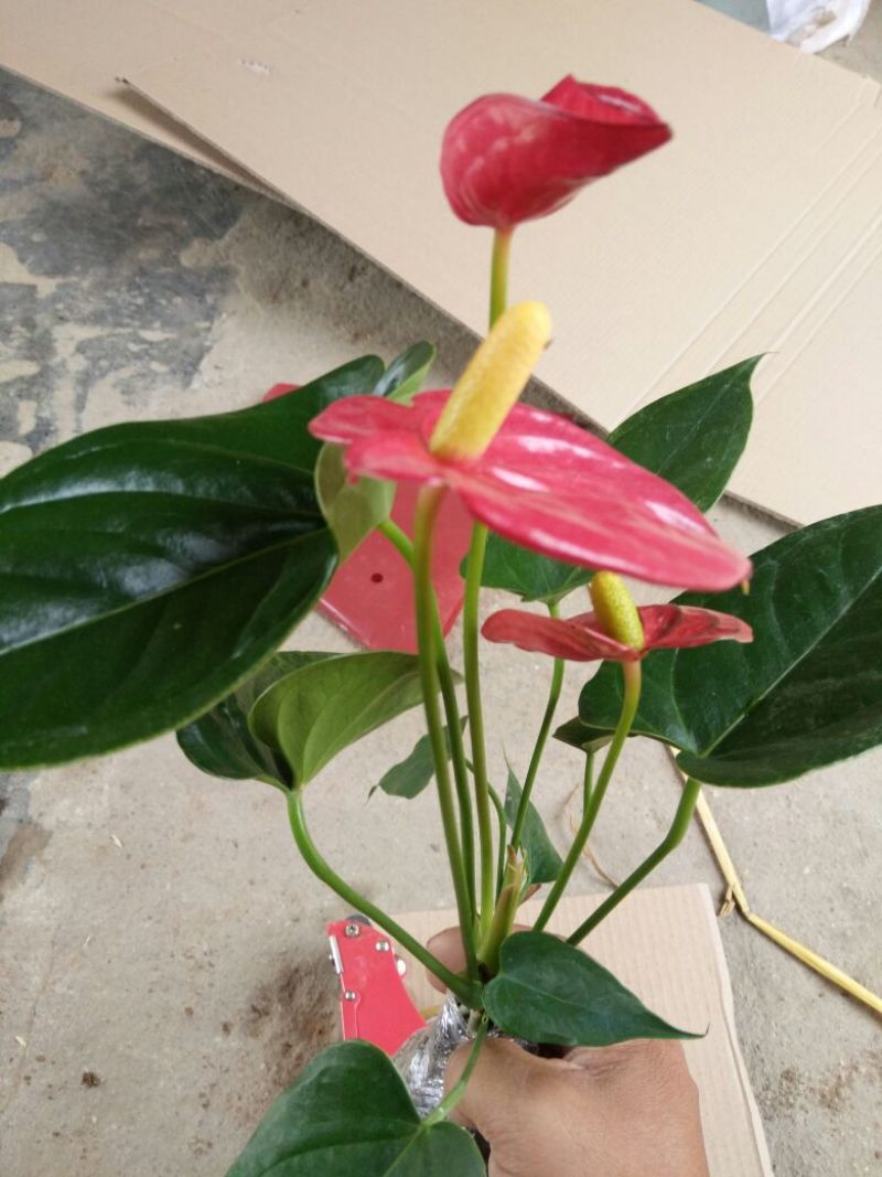 红掌