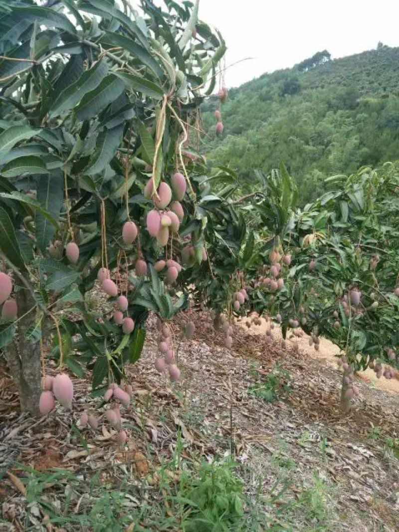百色贵妃芒一级大果