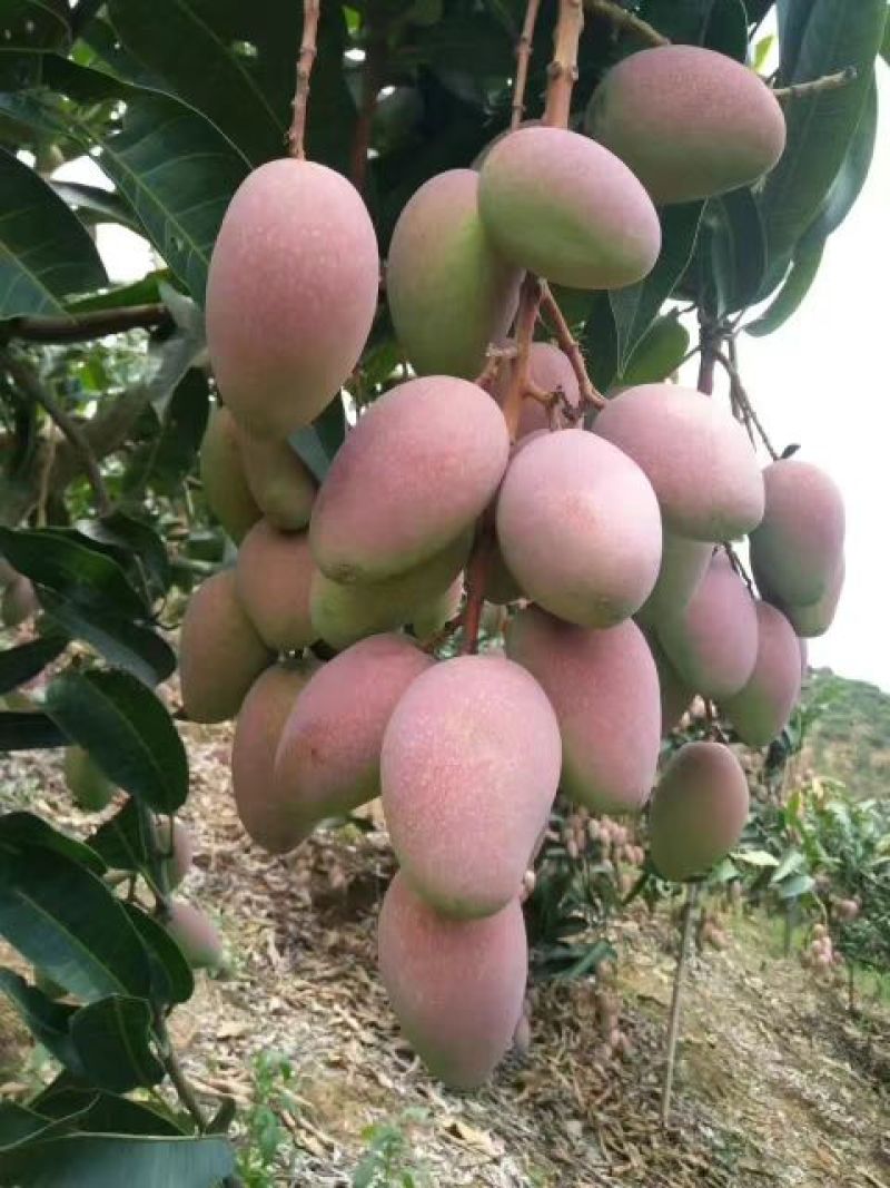 百色贵妃芒一级大果