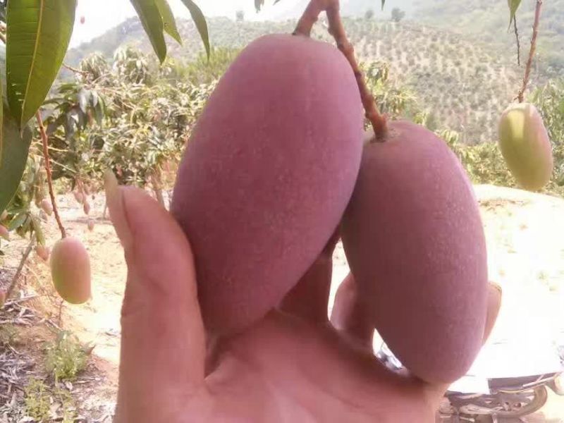 百色贵妃芒一级大果
