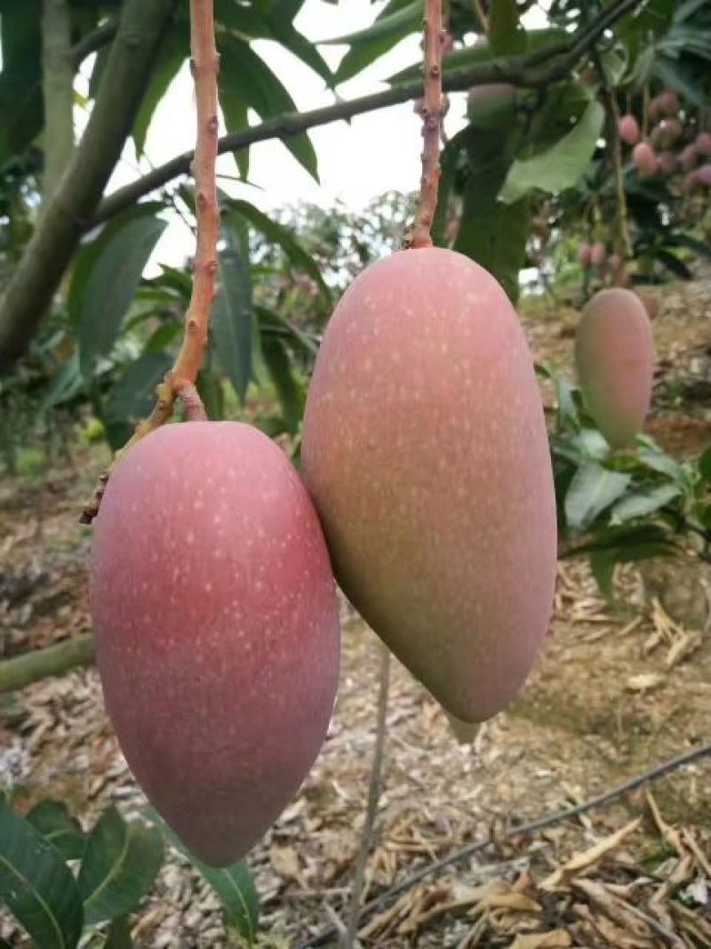 百色贵妃芒一级大果