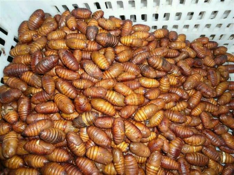 茧蛹