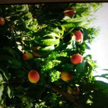 红不软桃70mm以上