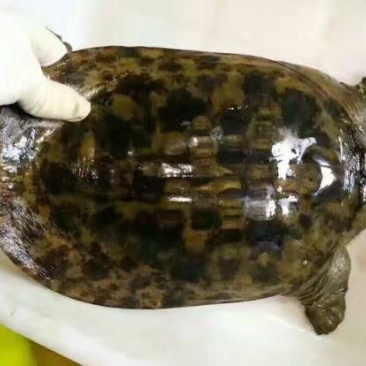 野生甲鱼