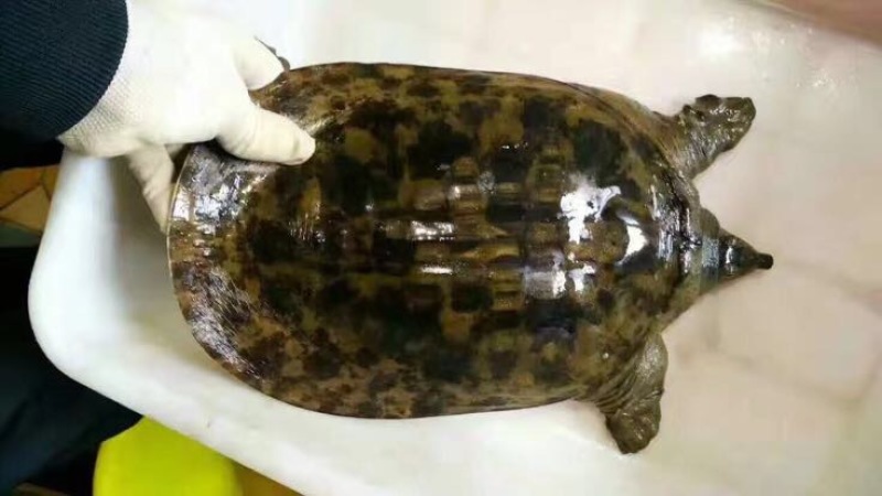 野生甲鱼