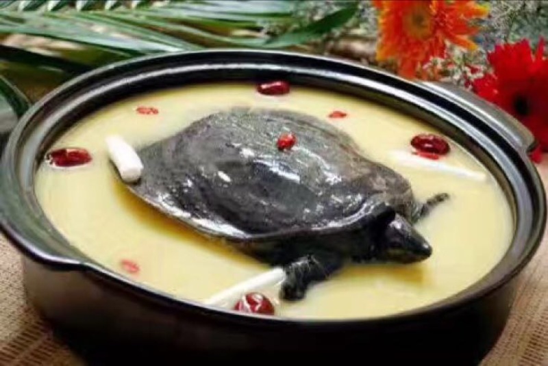 野生甲鱼