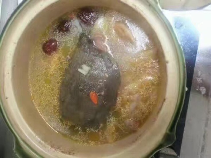 野生甲鱼