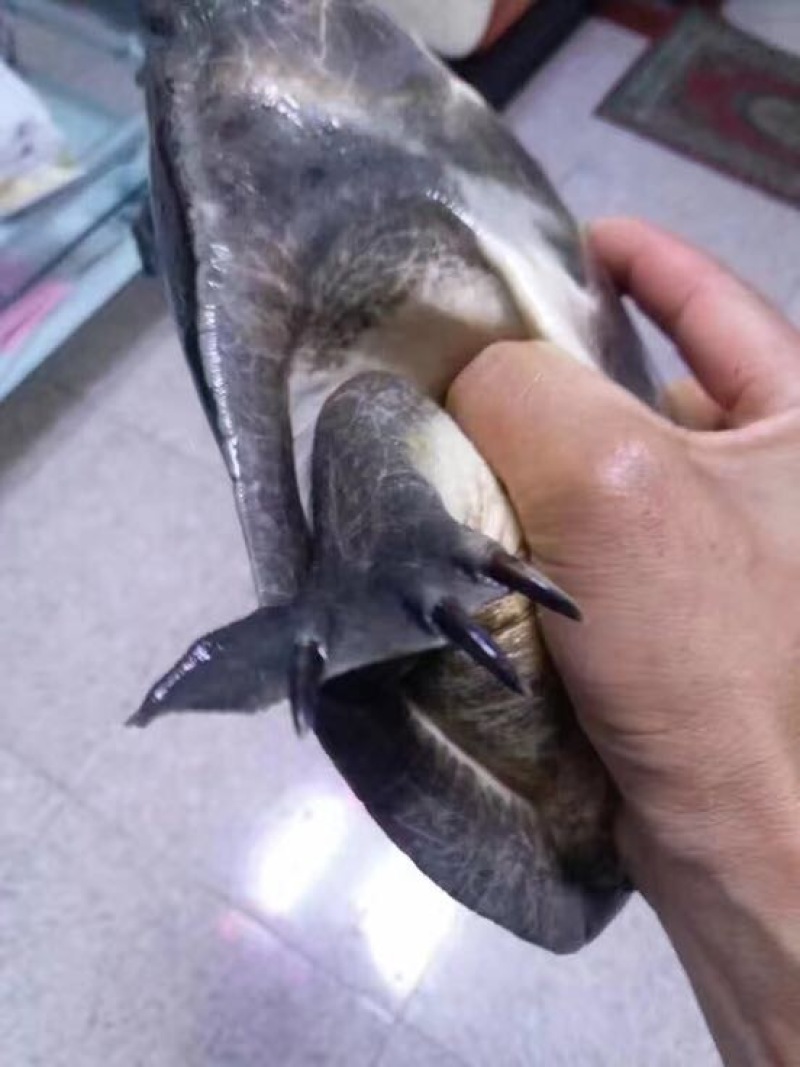 野生甲鱼