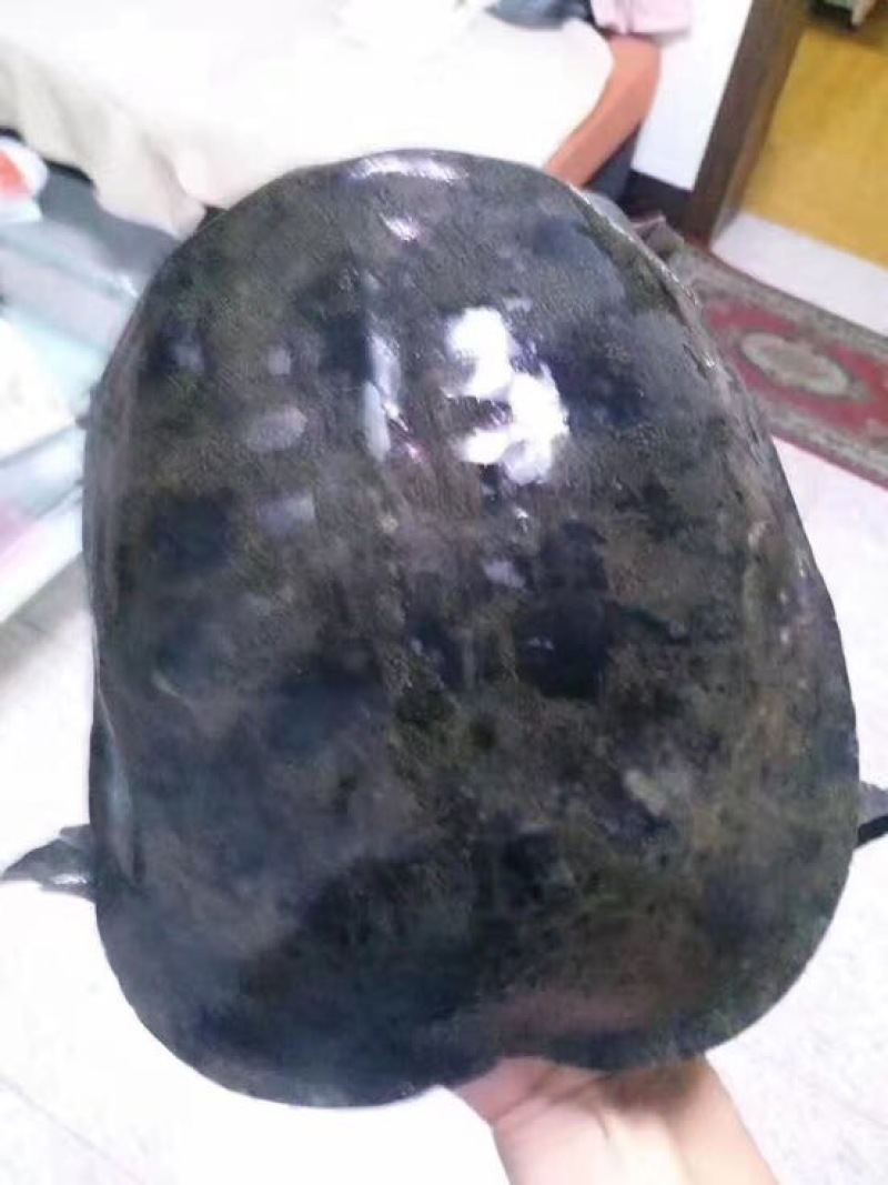 野生甲鱼