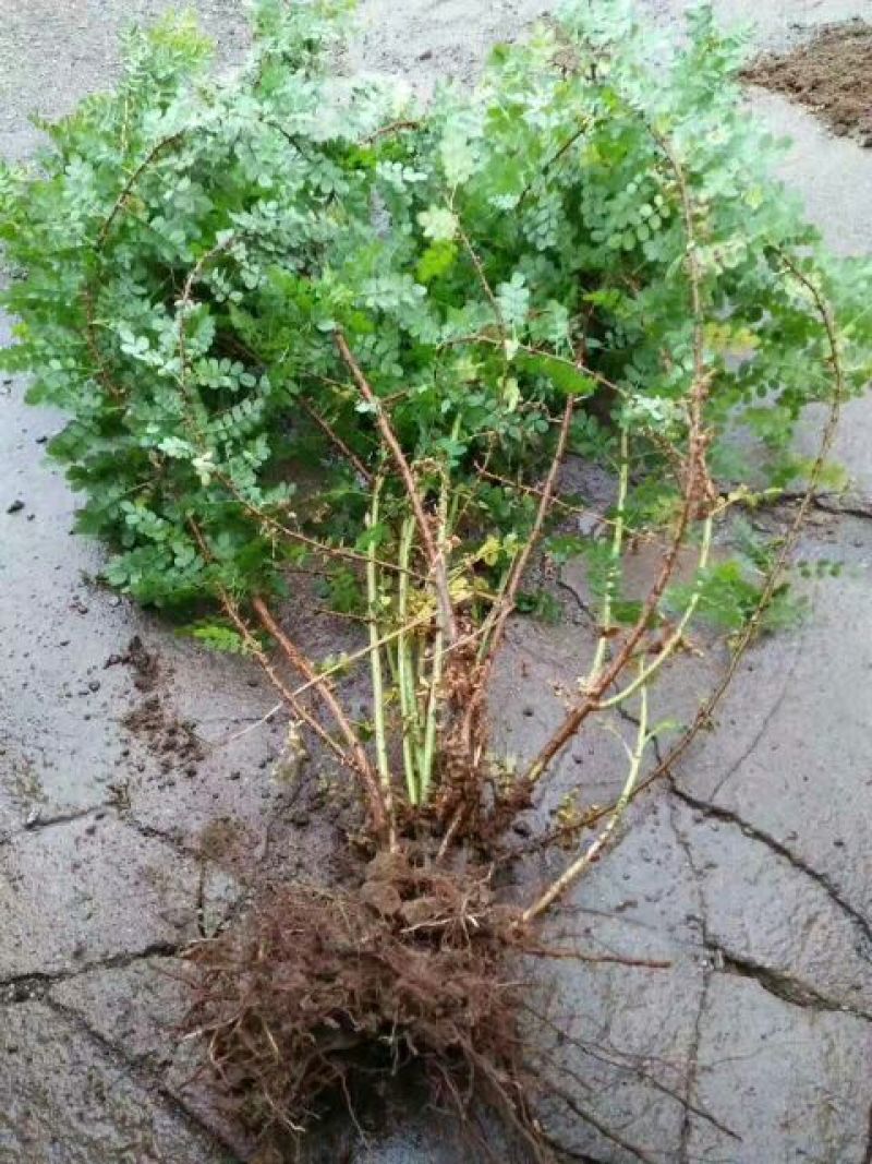 黄刺玫10~20cm黄刺玫球小苗量大优惠农户直销