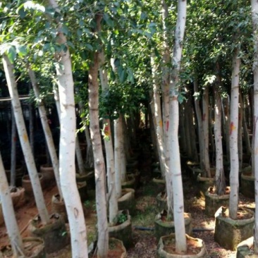 小叶榕树苗80~100cm