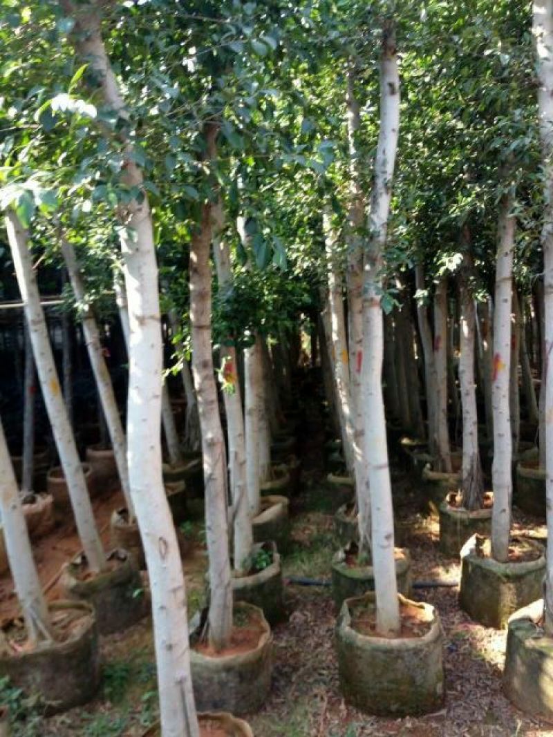 小叶榕树苗80~100cm