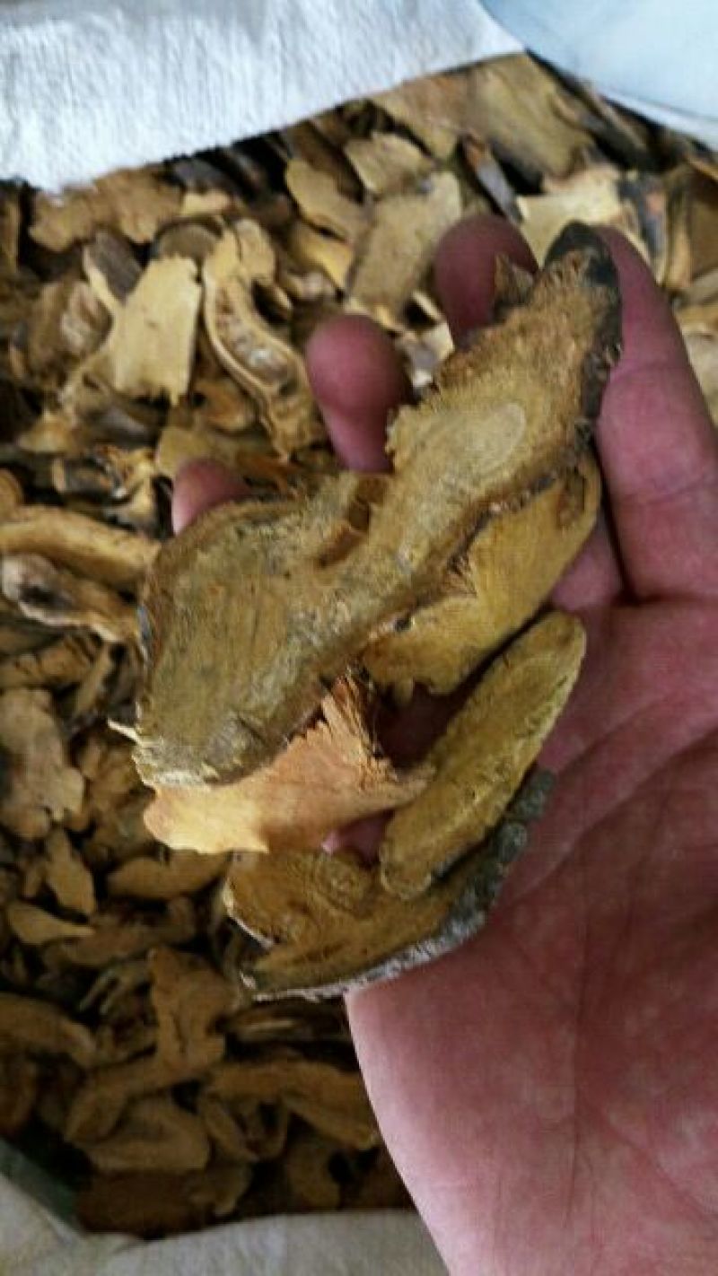 虎杖中药材虎杖虎杖片