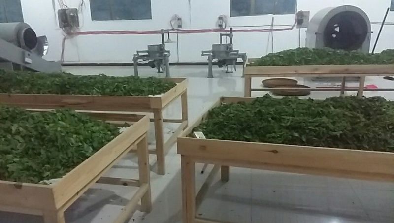 青钱柳茶二级