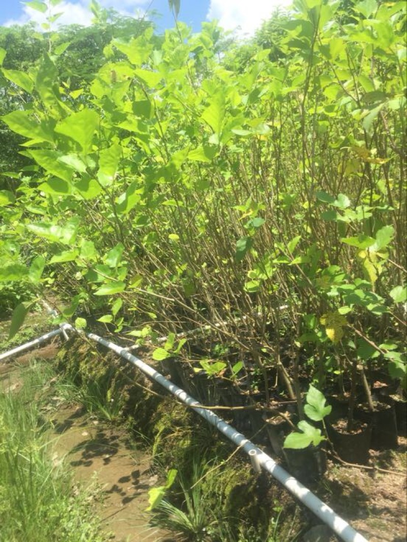 桑树苗长桑果杯苗裸根苗30-50CM