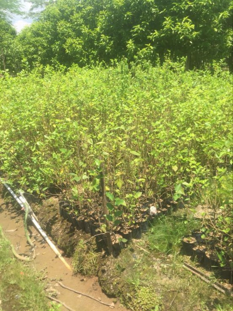 桑树苗长桑果杯苗裸根苗30-50CM