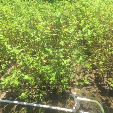 桑树苗长桑果杯苗裸根苗30-50CM