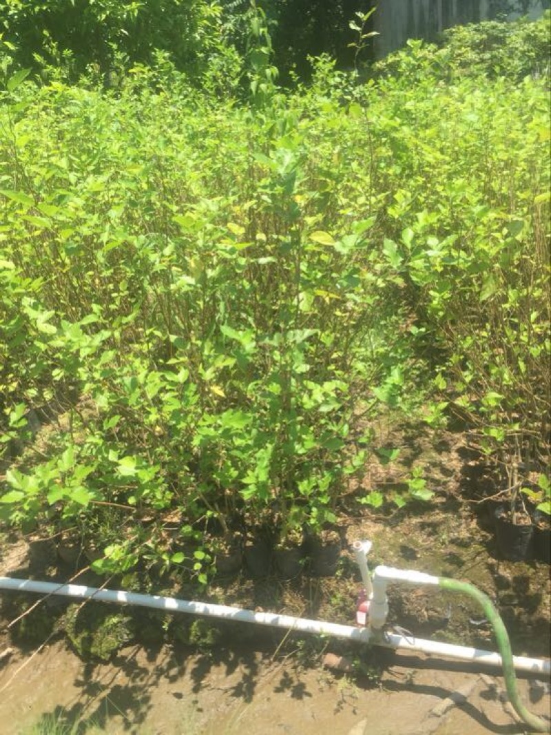 桑树苗长桑果杯苗裸根苗30-50CM