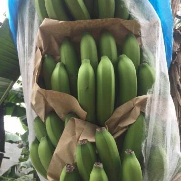 威廉斯香蕉八成熟