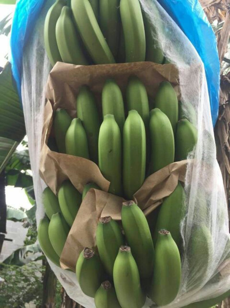 威廉斯香蕉八成熟