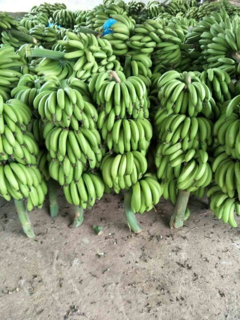 威廉斯香蕉八成熟