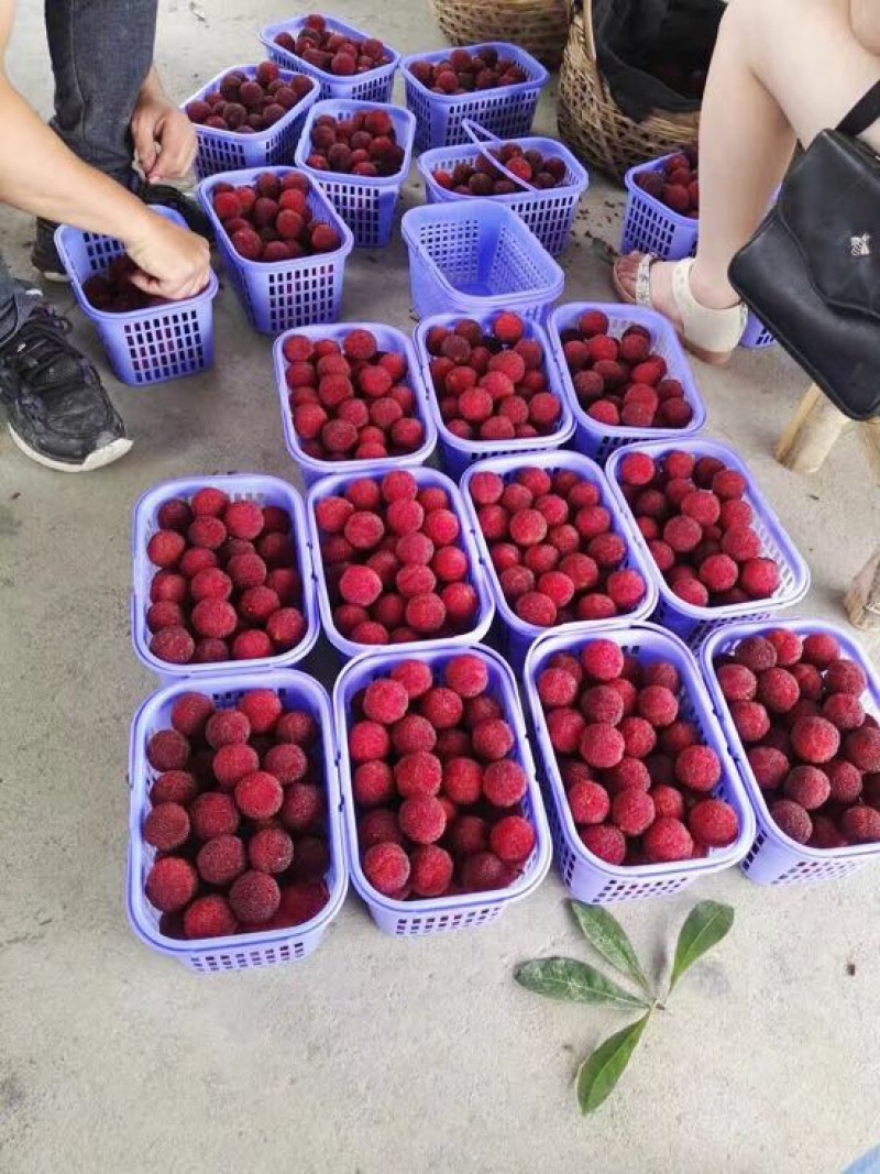 仙居杨梅