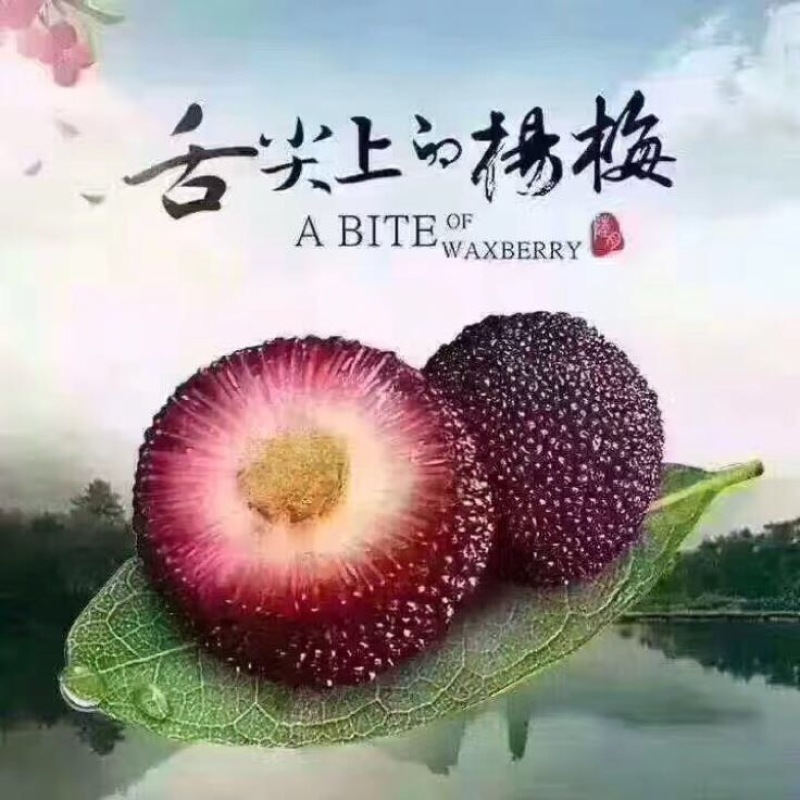 仙居杨梅