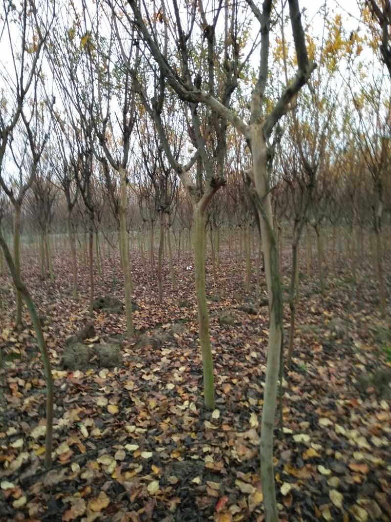 百日红4~6cm3~3.5米1~2米