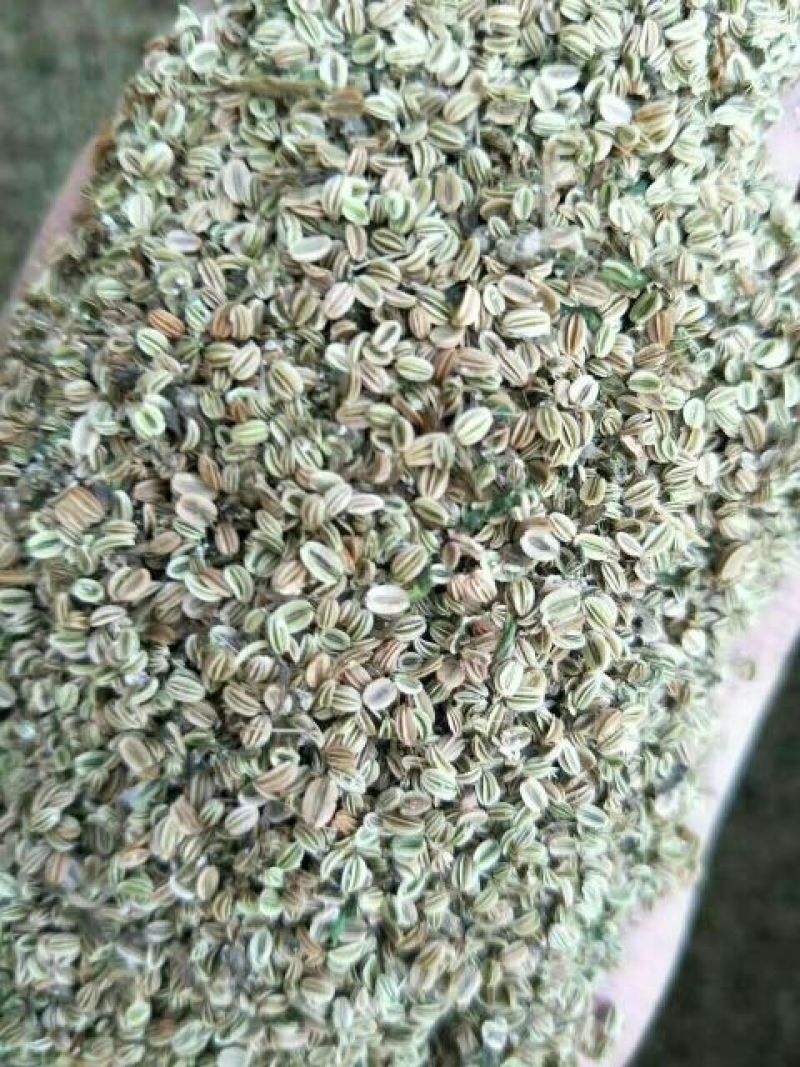 蛇床子颗粒