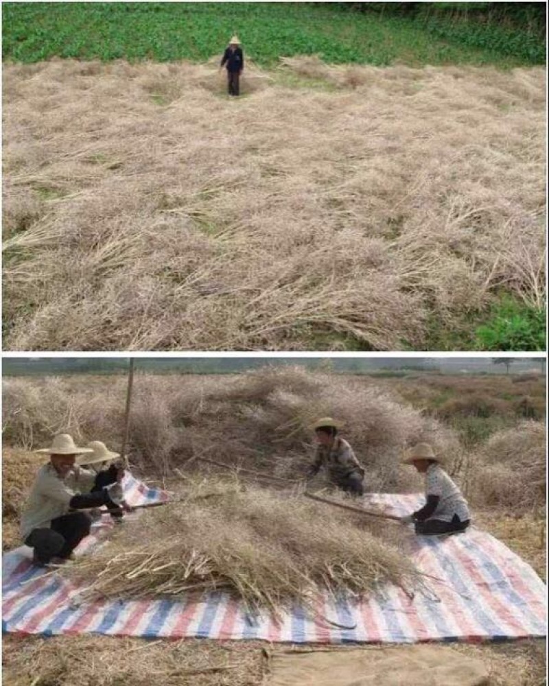 菜籽
