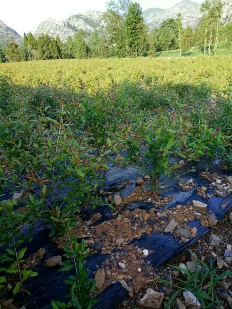 突尼斯软籽石榴树苗扦插苗70~80cm