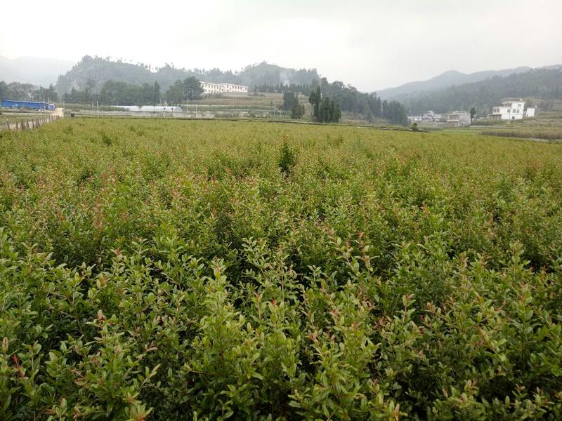 突尼斯软籽石榴树苗扦插苗70~80cm