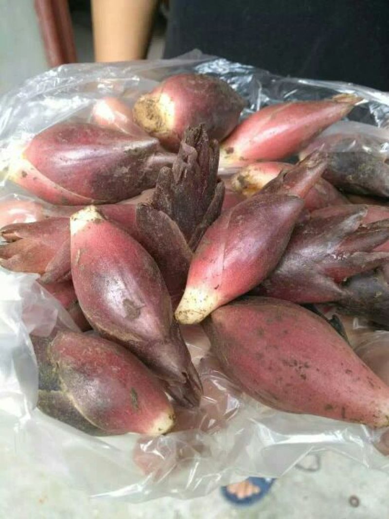 襄荷