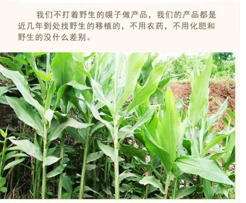 襄荷
